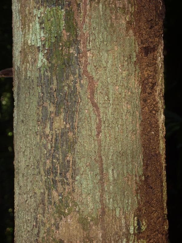 Virola sebifera 21