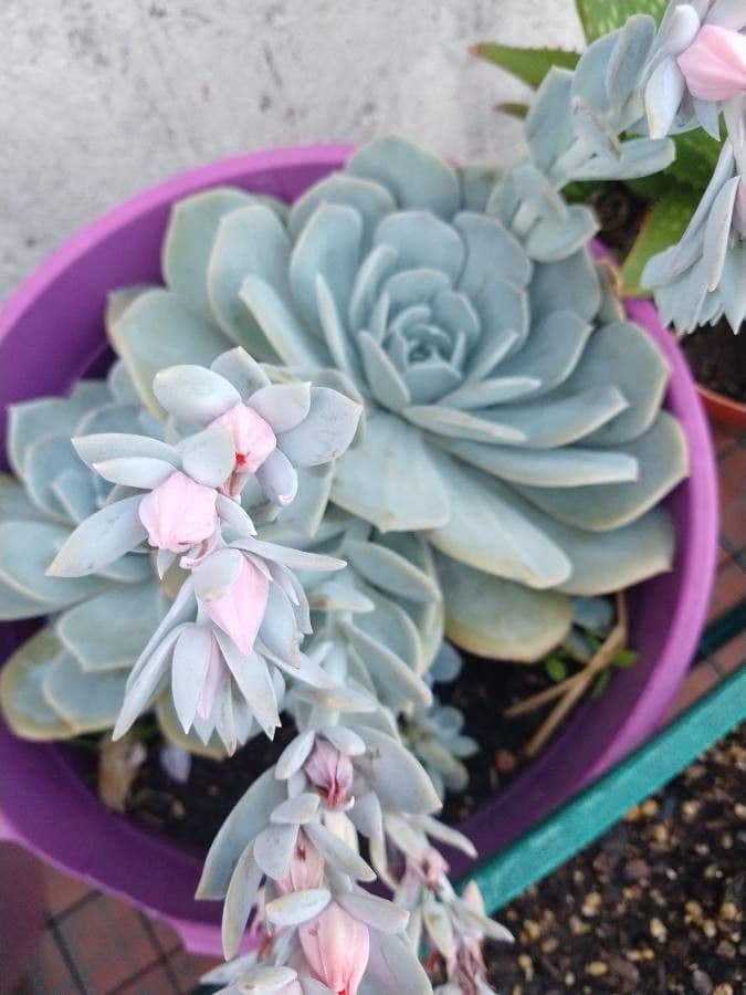 Echeveria elegante 4