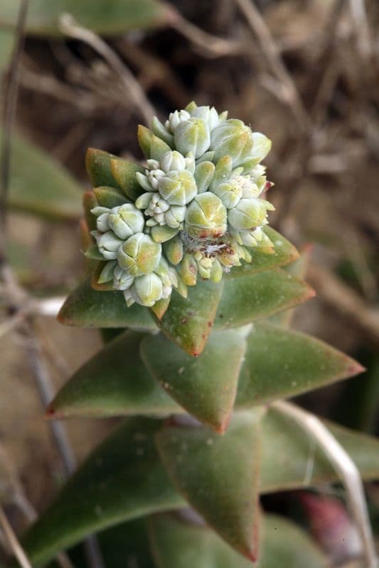 Dudleya di Greene 2