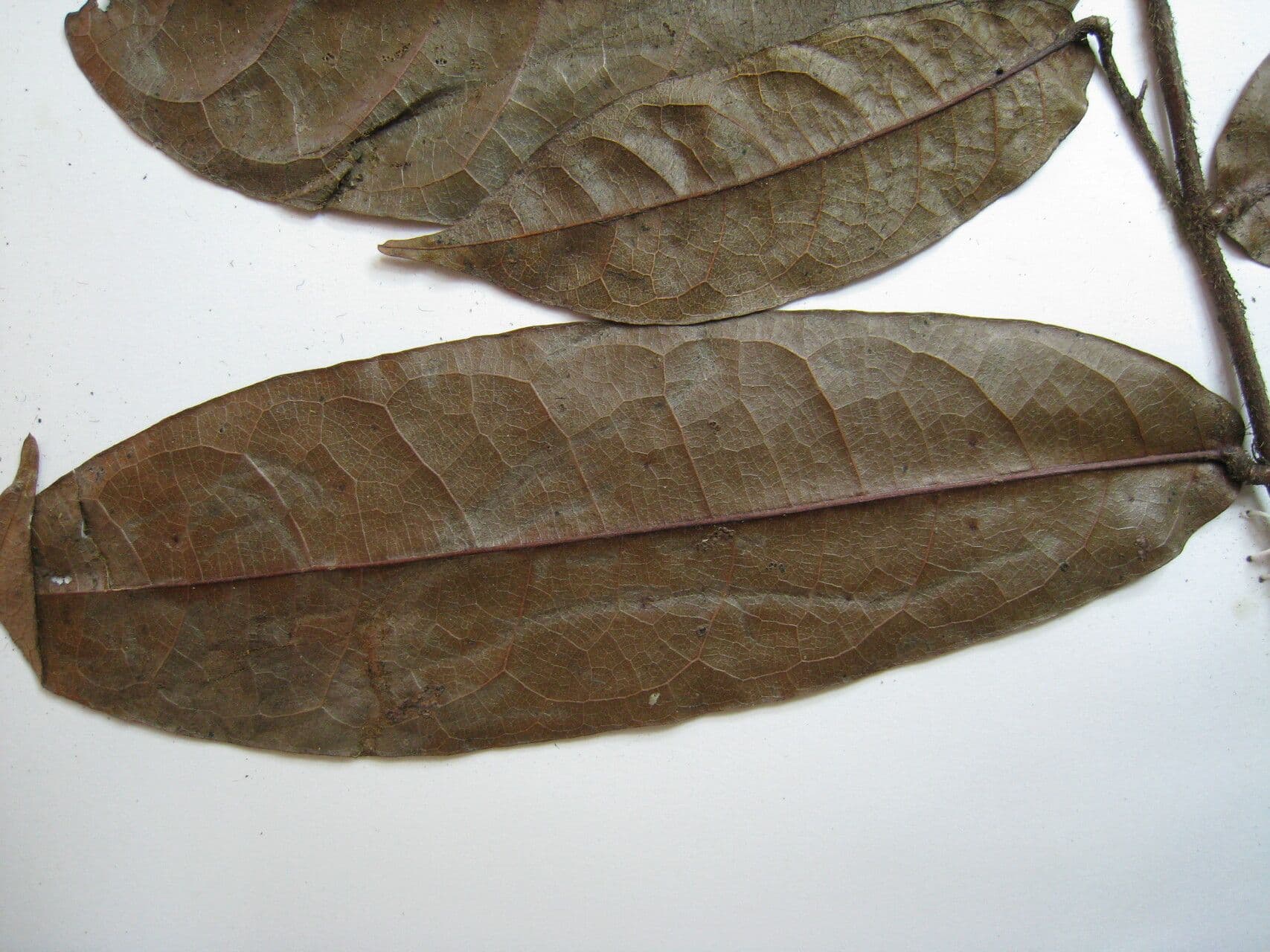 Hirtella 4