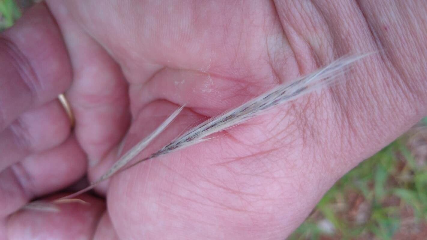 Vulpia ciliata 10