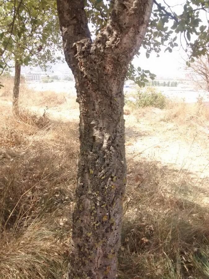 Sughera 23