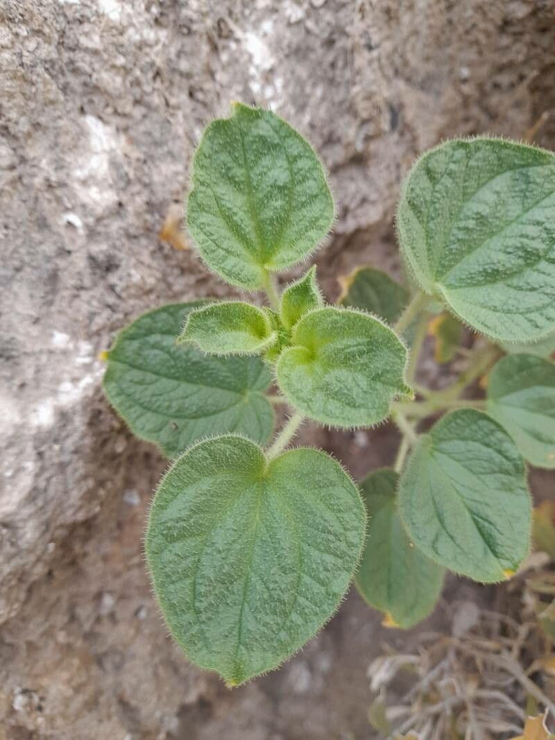 Cleome 7