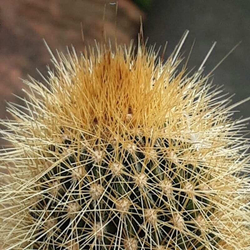 Pilosocereus 15