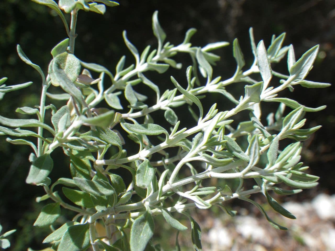 Camciuca 13