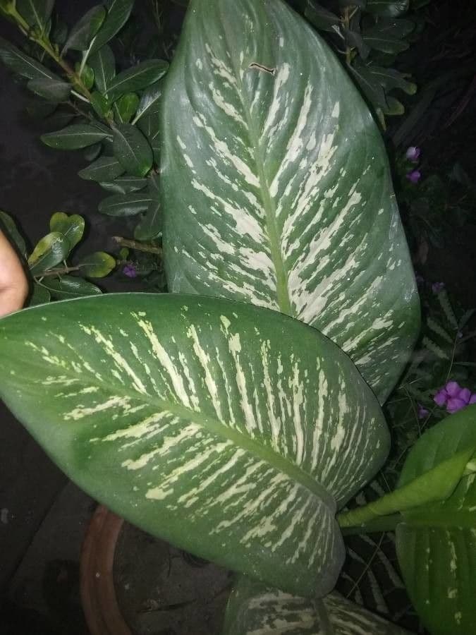 Dieffenbachia 15