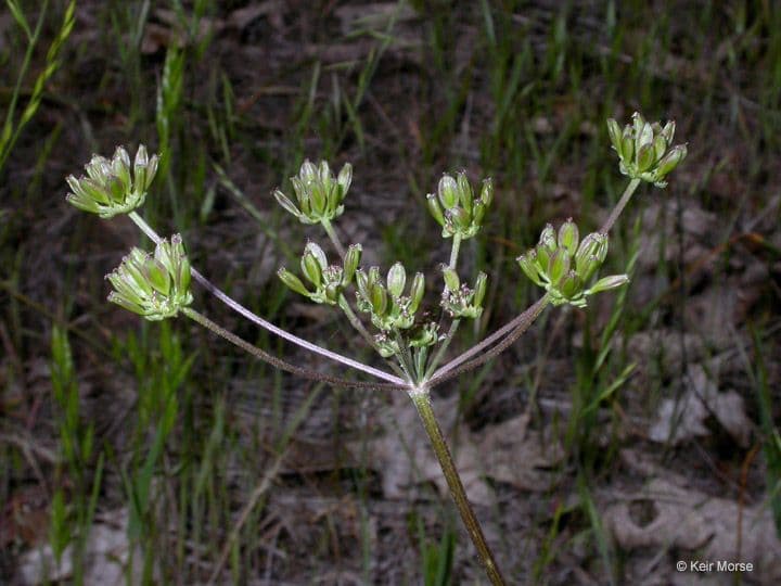 Lomatium 2