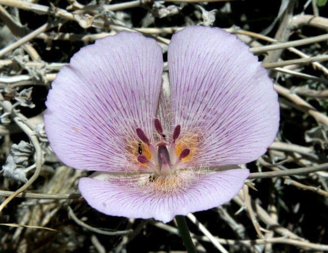 Calochortus 3