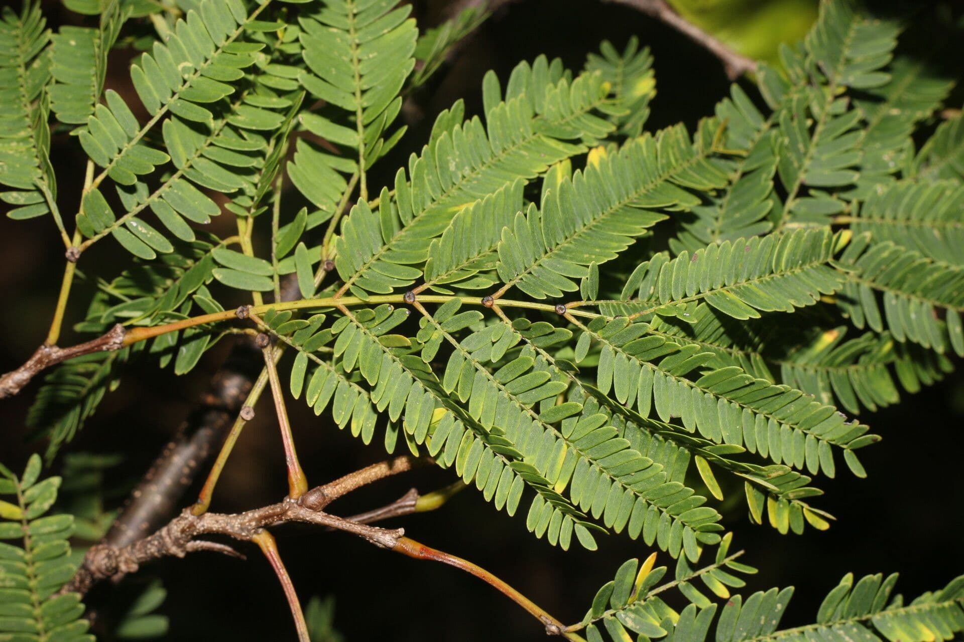 Lysiloma divaricatum 5