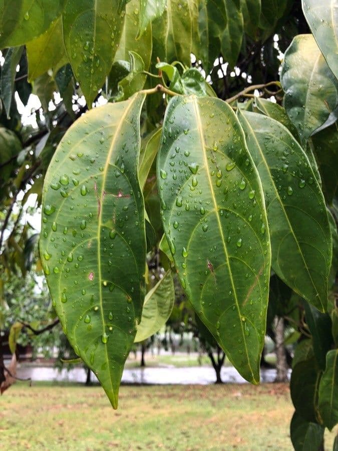 Scorodocarpus 3