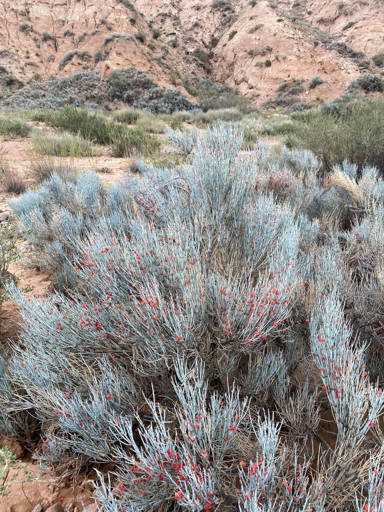 Ephedra intermedia 5
