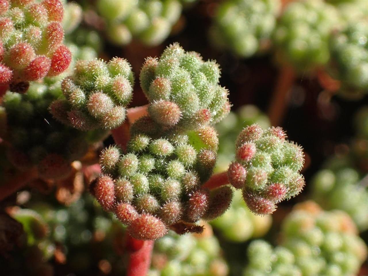 Sedum