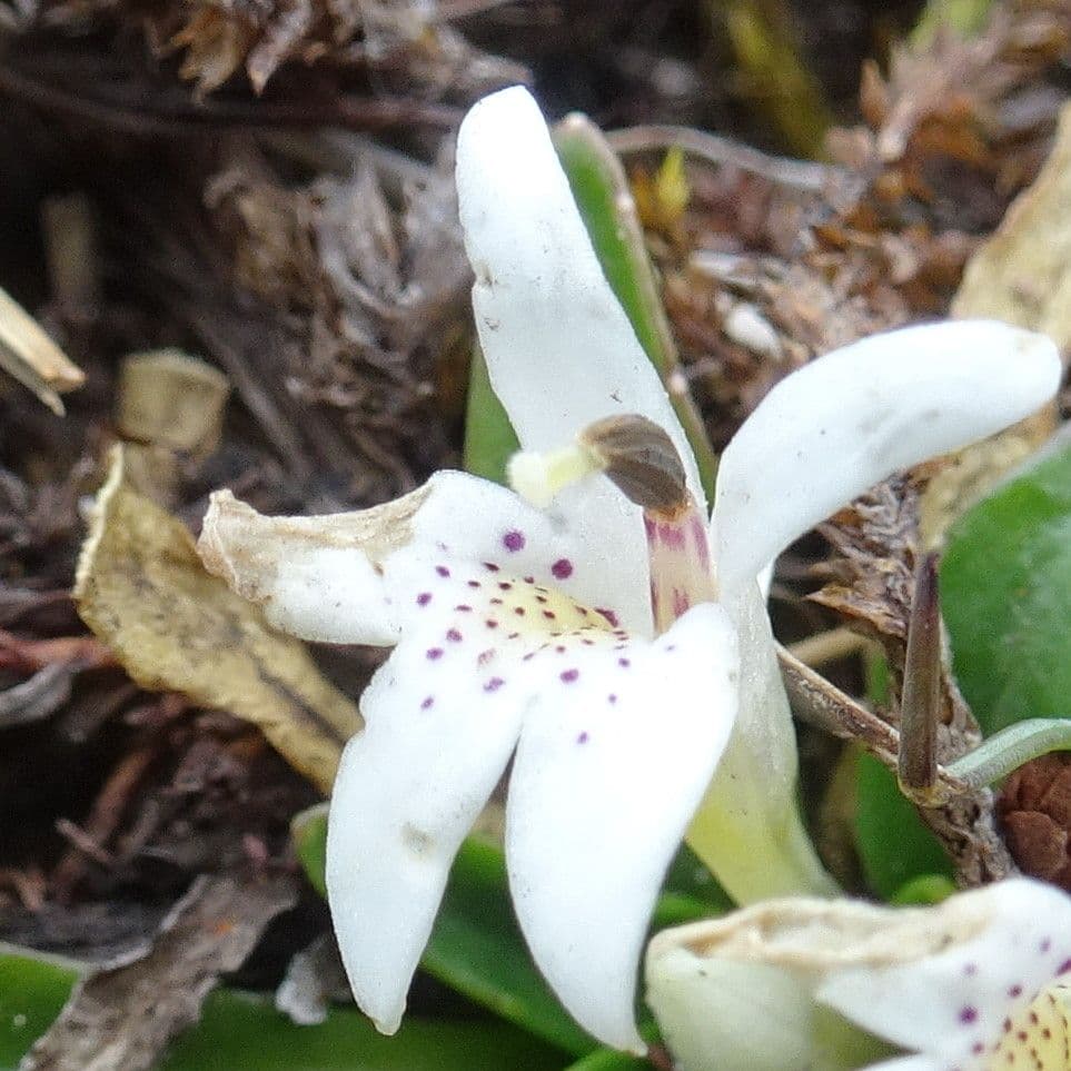 Lysipomia