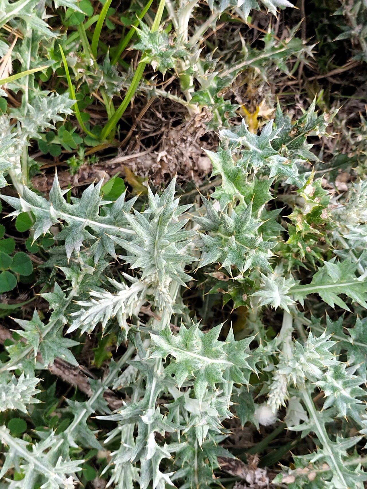 Berkheya 2