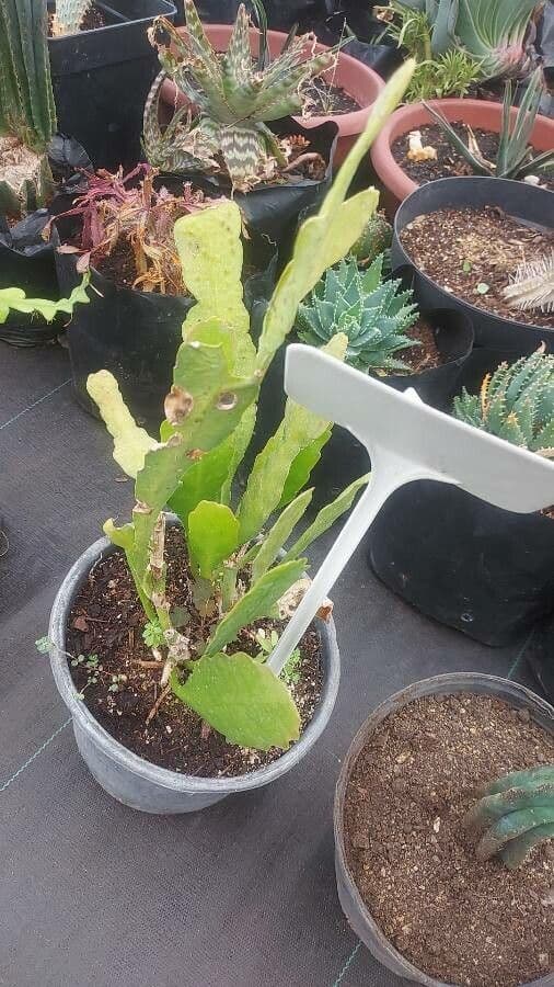 Cactus grimpant 15