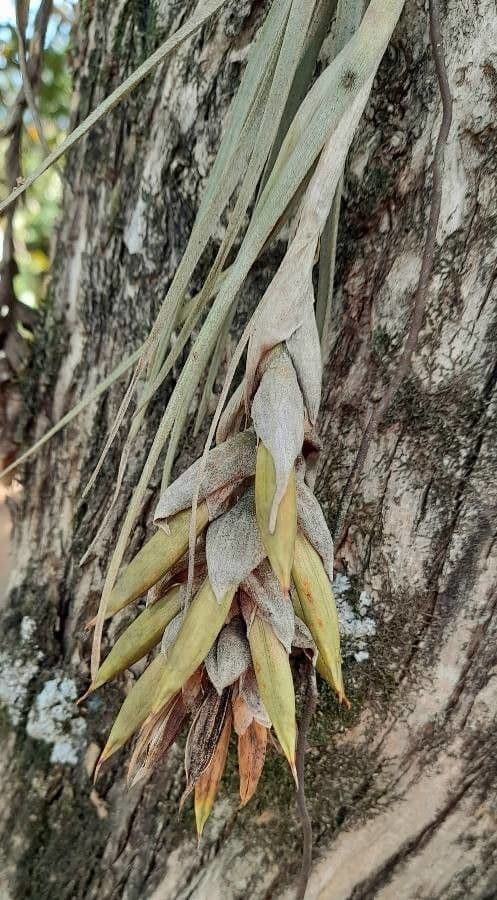 Tillandsia 5