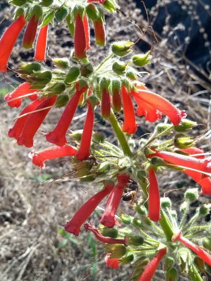 Sinningia aggregata