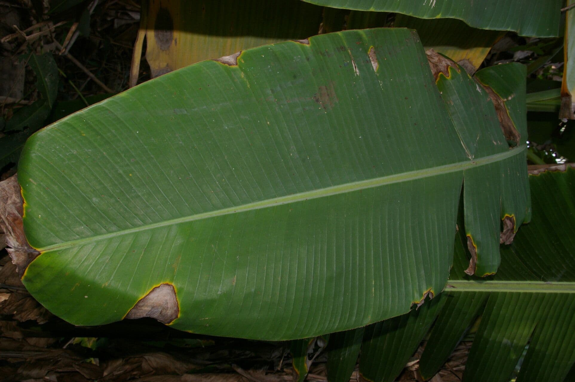 Abaca 11