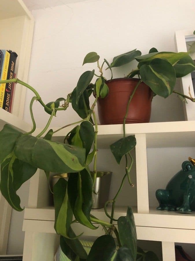Philodendron 10
