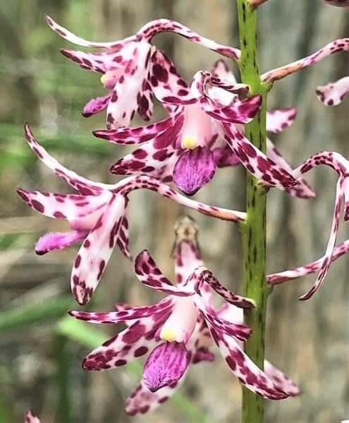 Gefleckte Dipodium