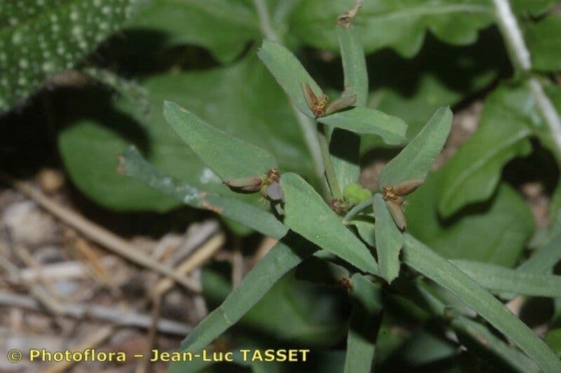 Euforbia dragoncello 6