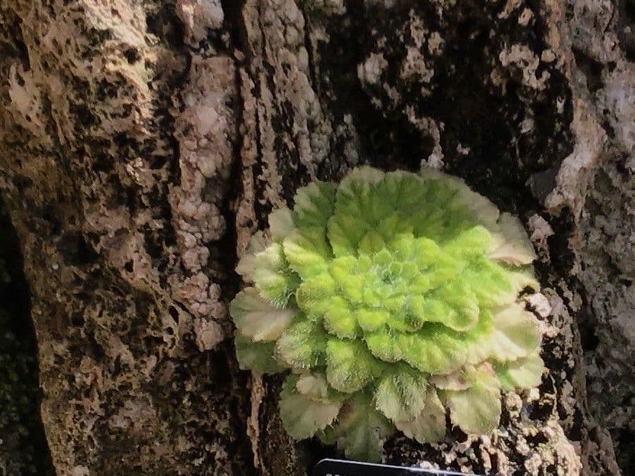 Petrocosmea velkokvětá