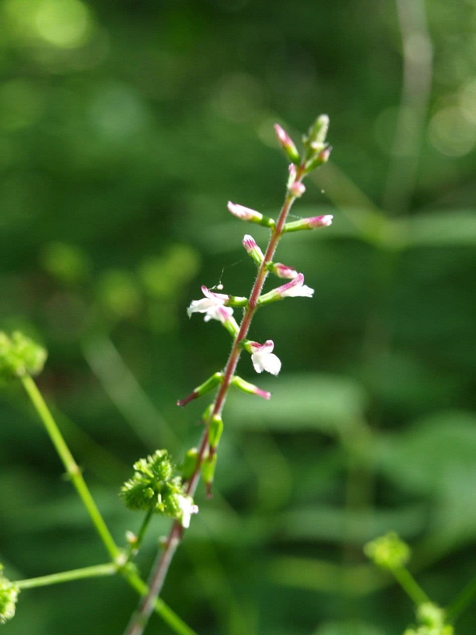 Phryma leptostachya 4