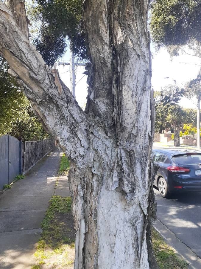 Melaleuca styphelioides 16