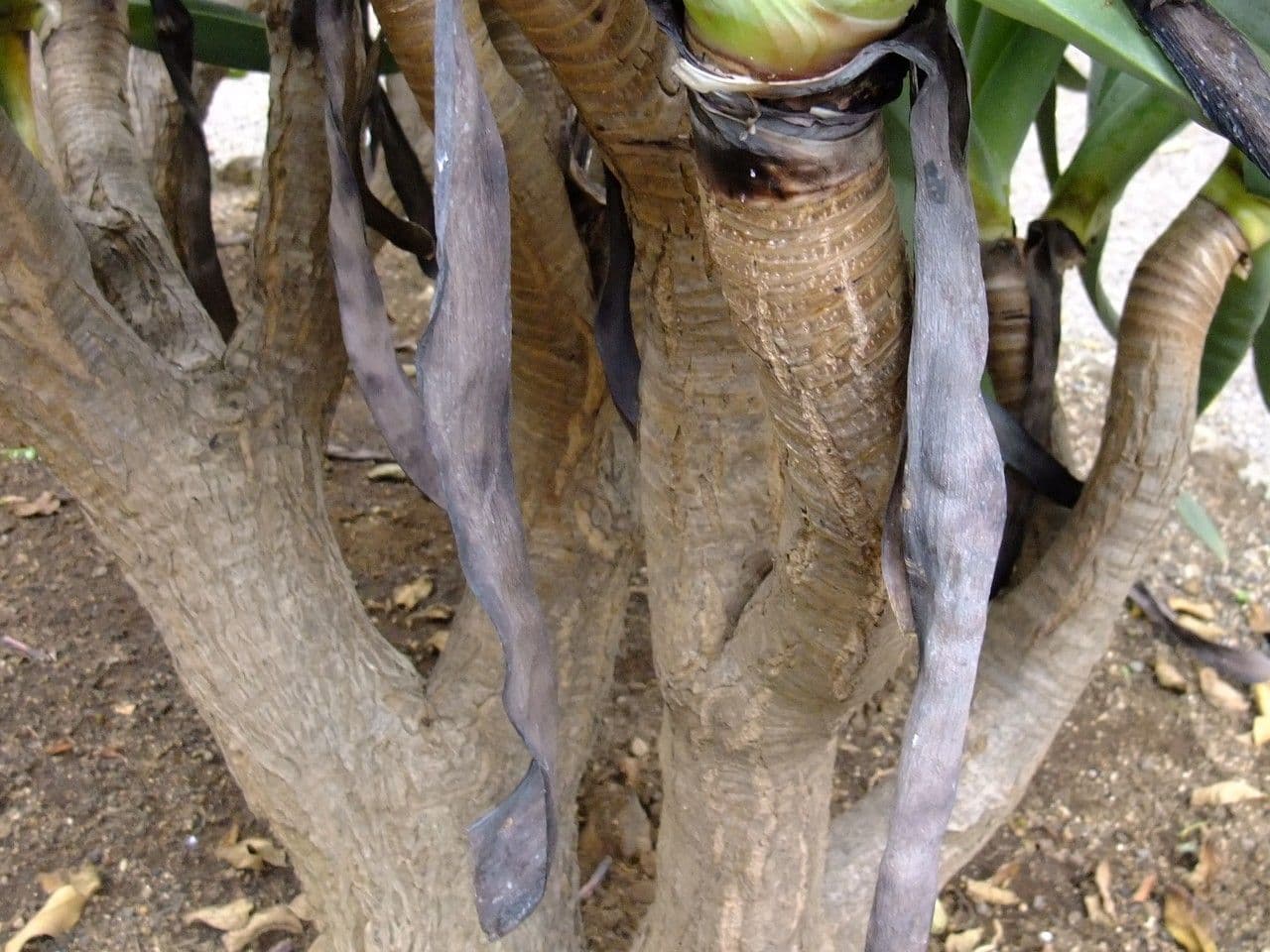 Kumara 19