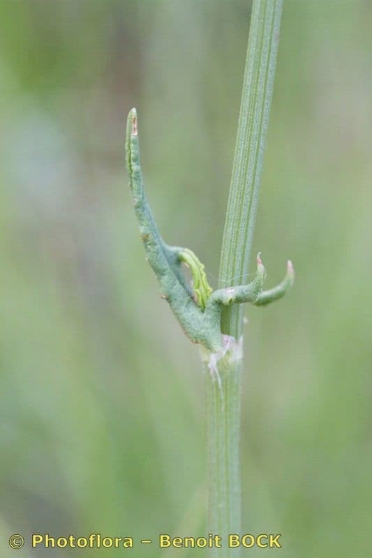 Rumex 22