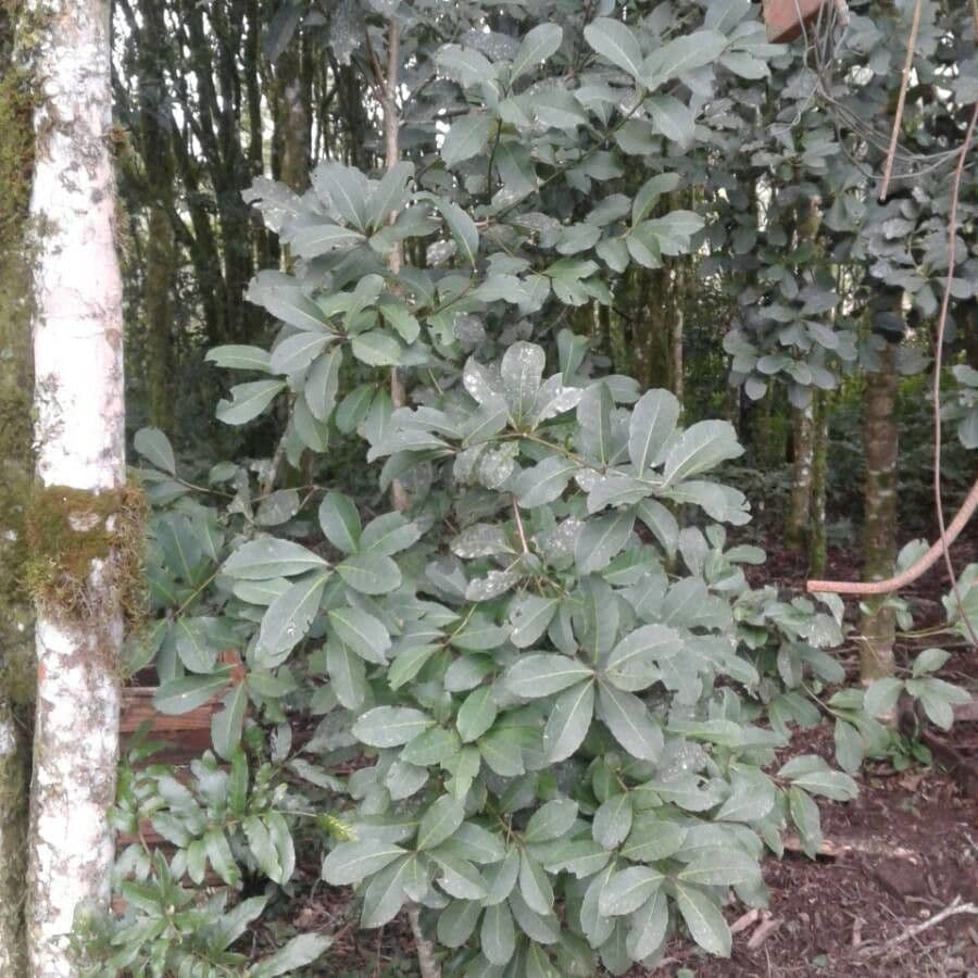 Erva mate 13