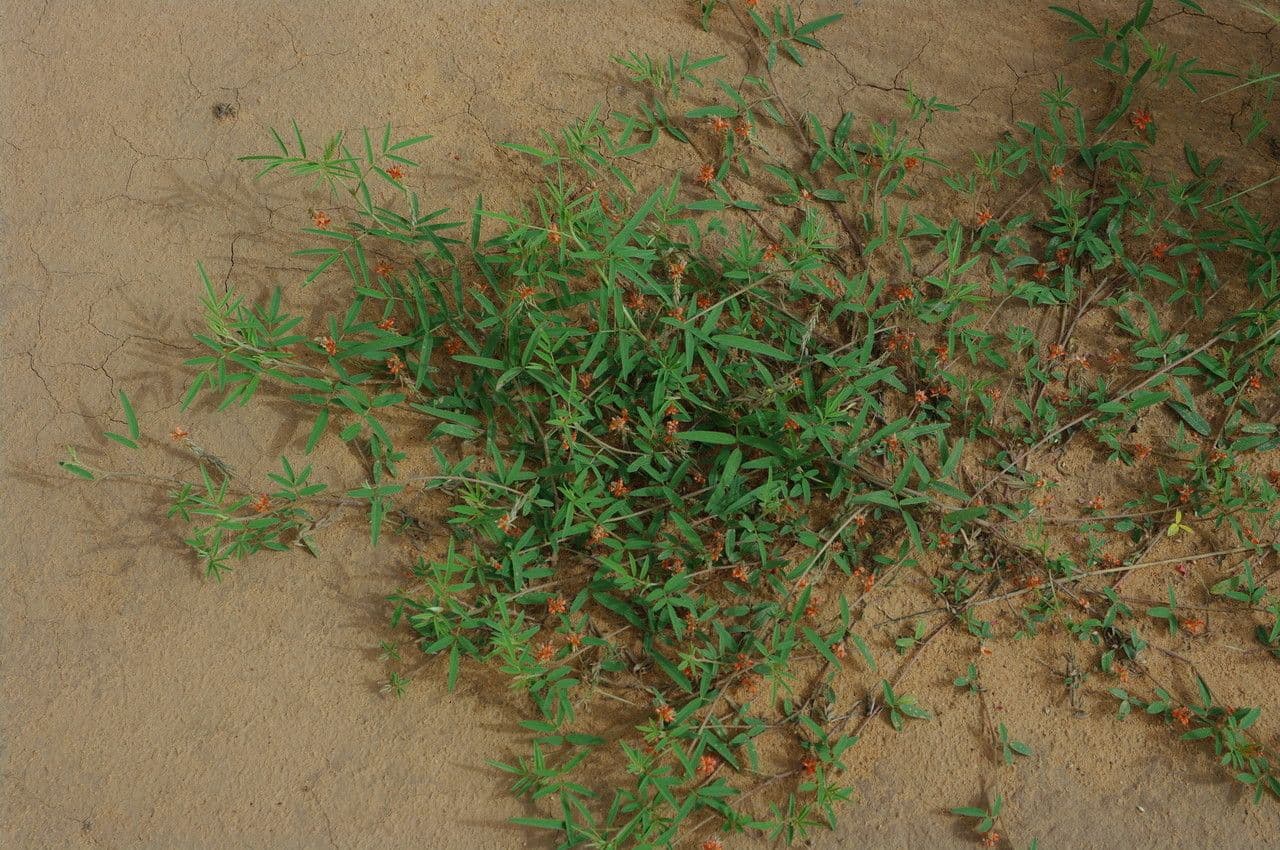 Indigofera 20