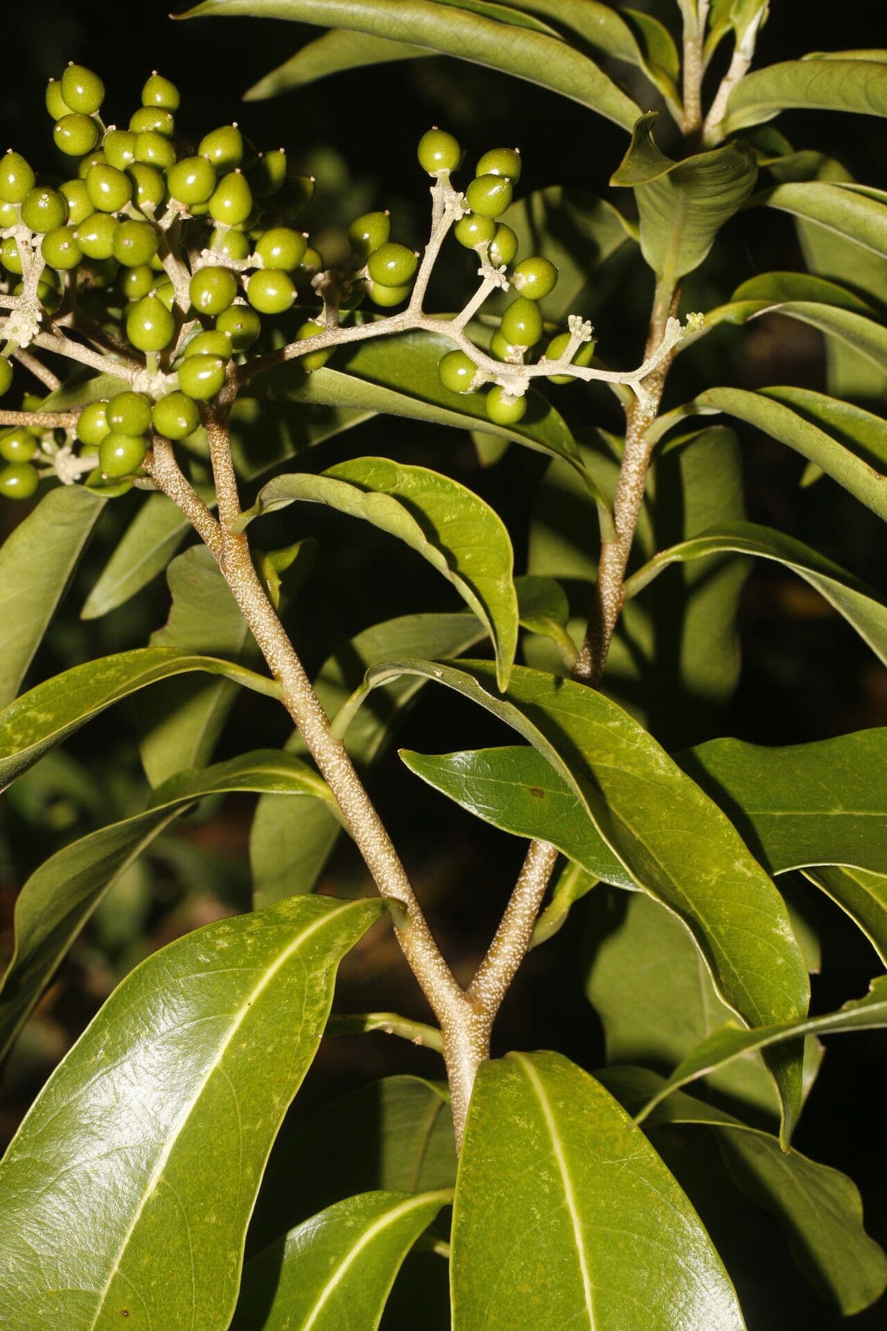 Daphnopsis americana 11