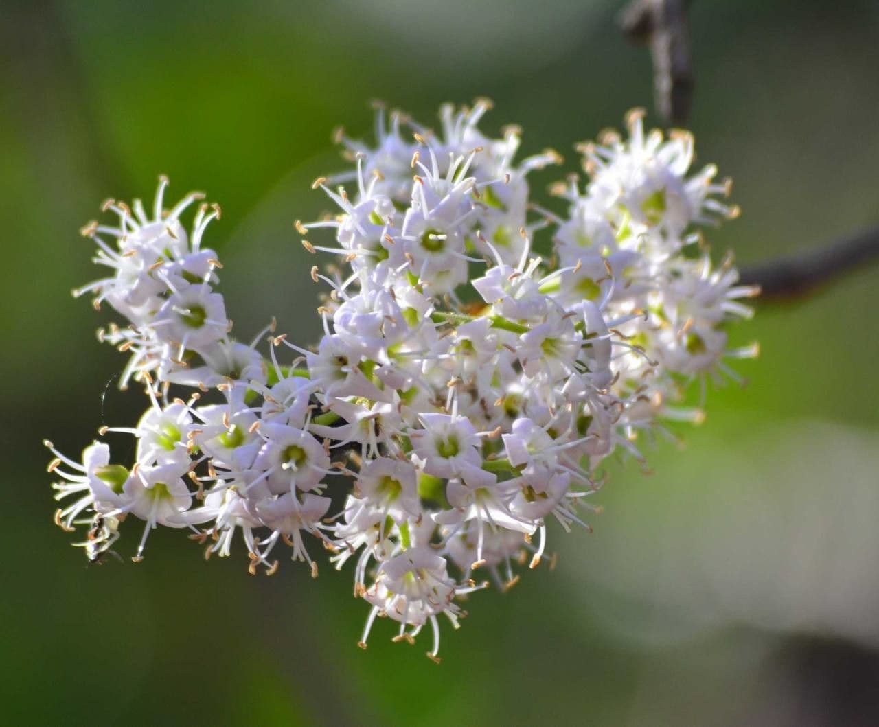Ehretia 9