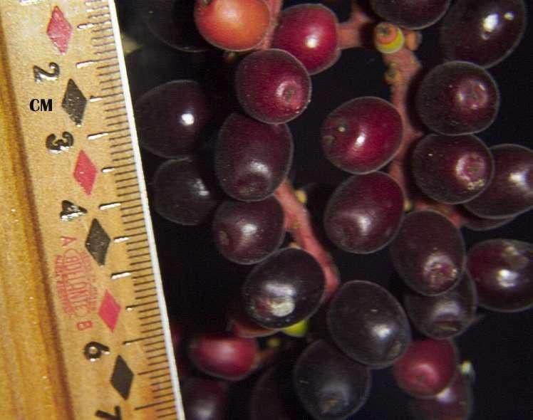 Sorocea 17