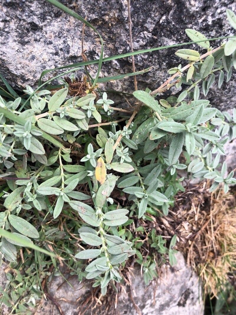 Helianthemum croceum 6