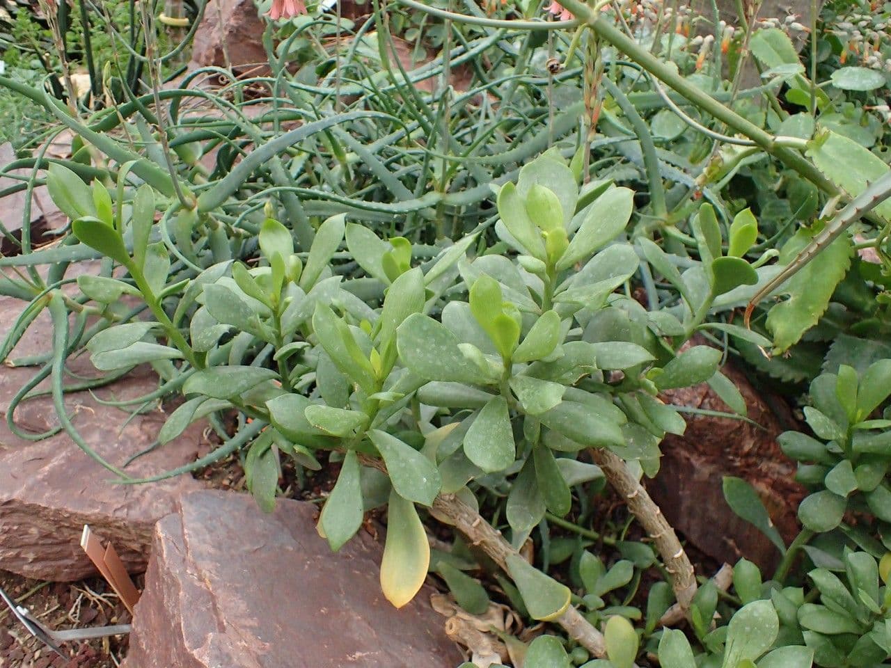 Senecione 3