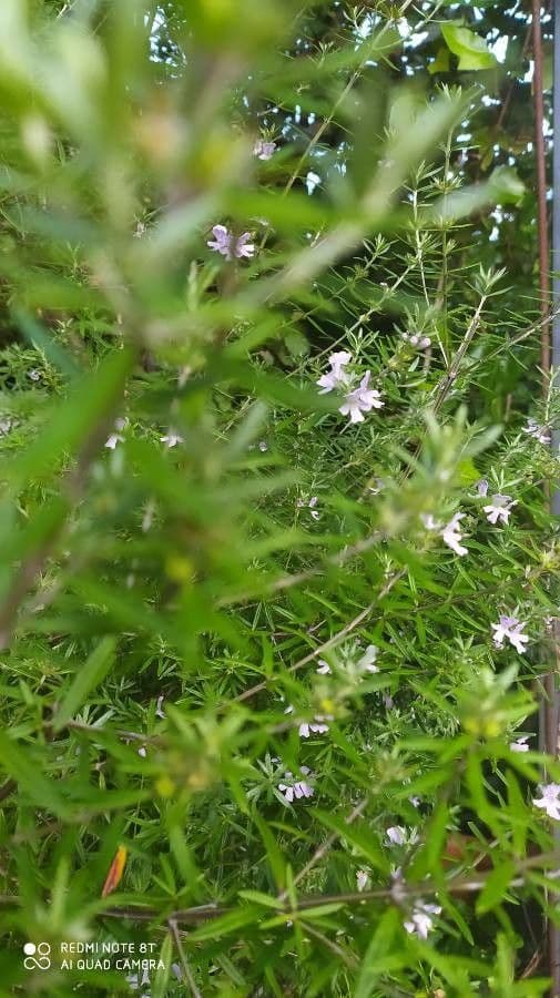 Santoreggia 25