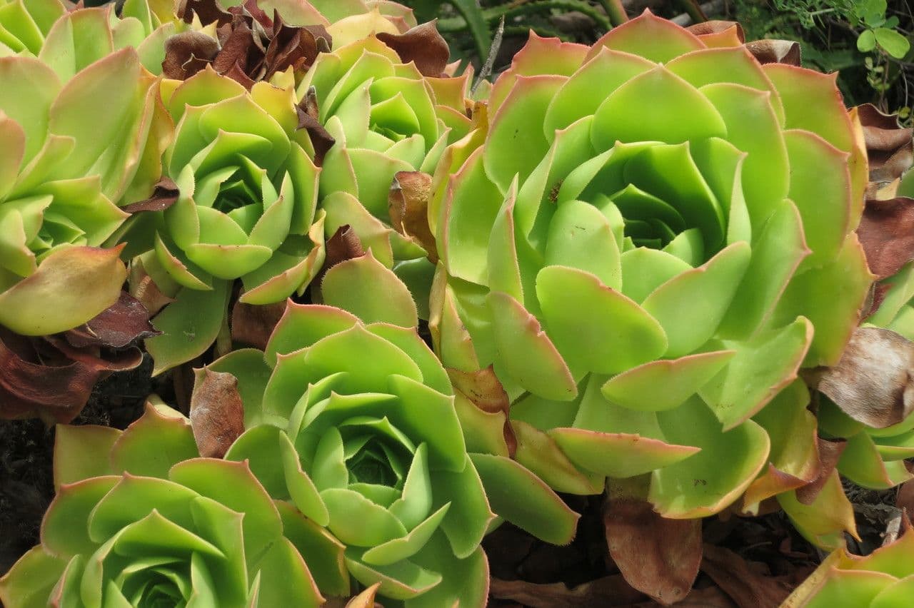 Aeonium 3
