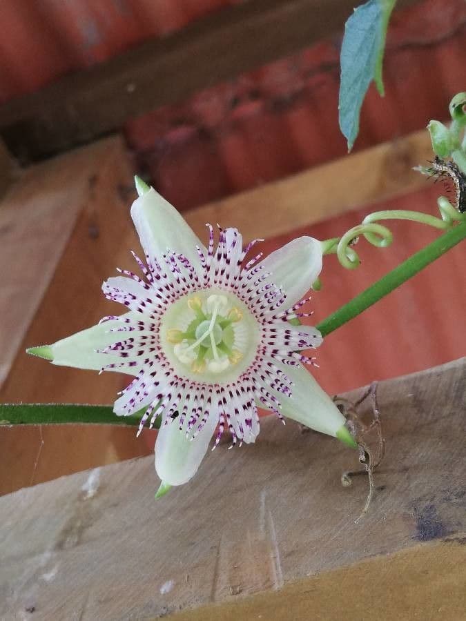 Passiflora 9