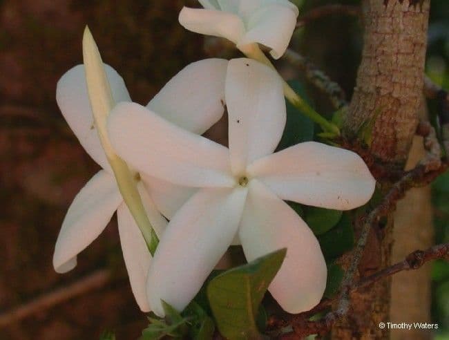 Atractocarpus 4