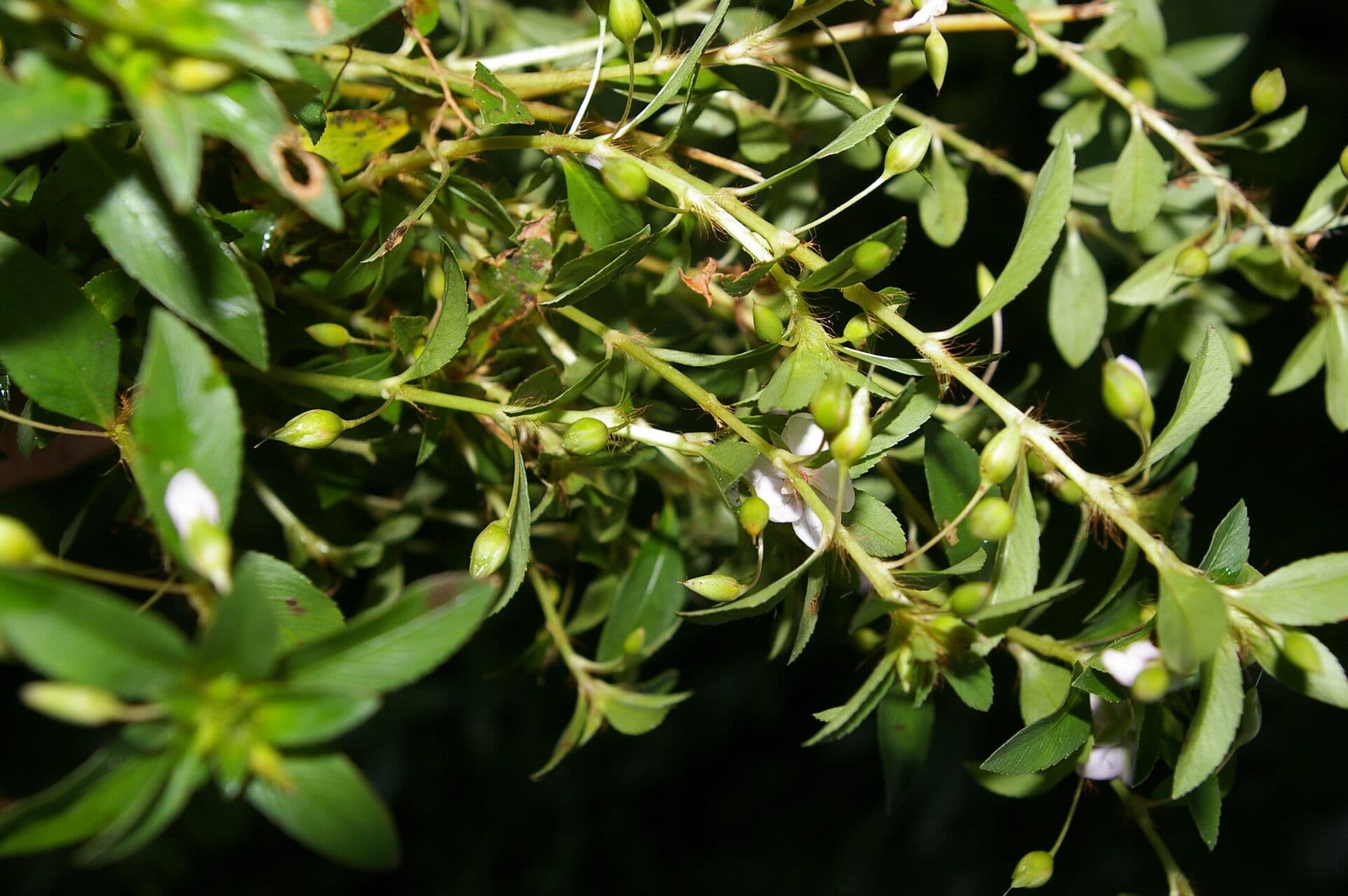 Sauvagesia 3