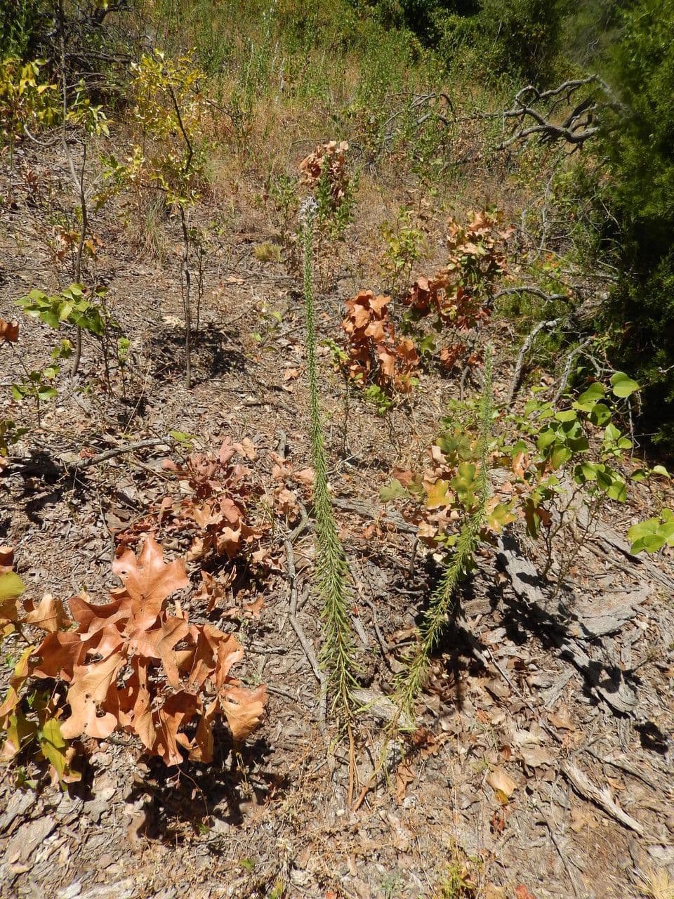 Liatris elegans 8