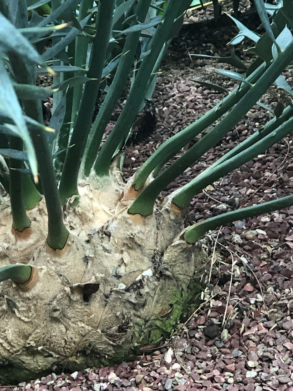 Encephalartos 6