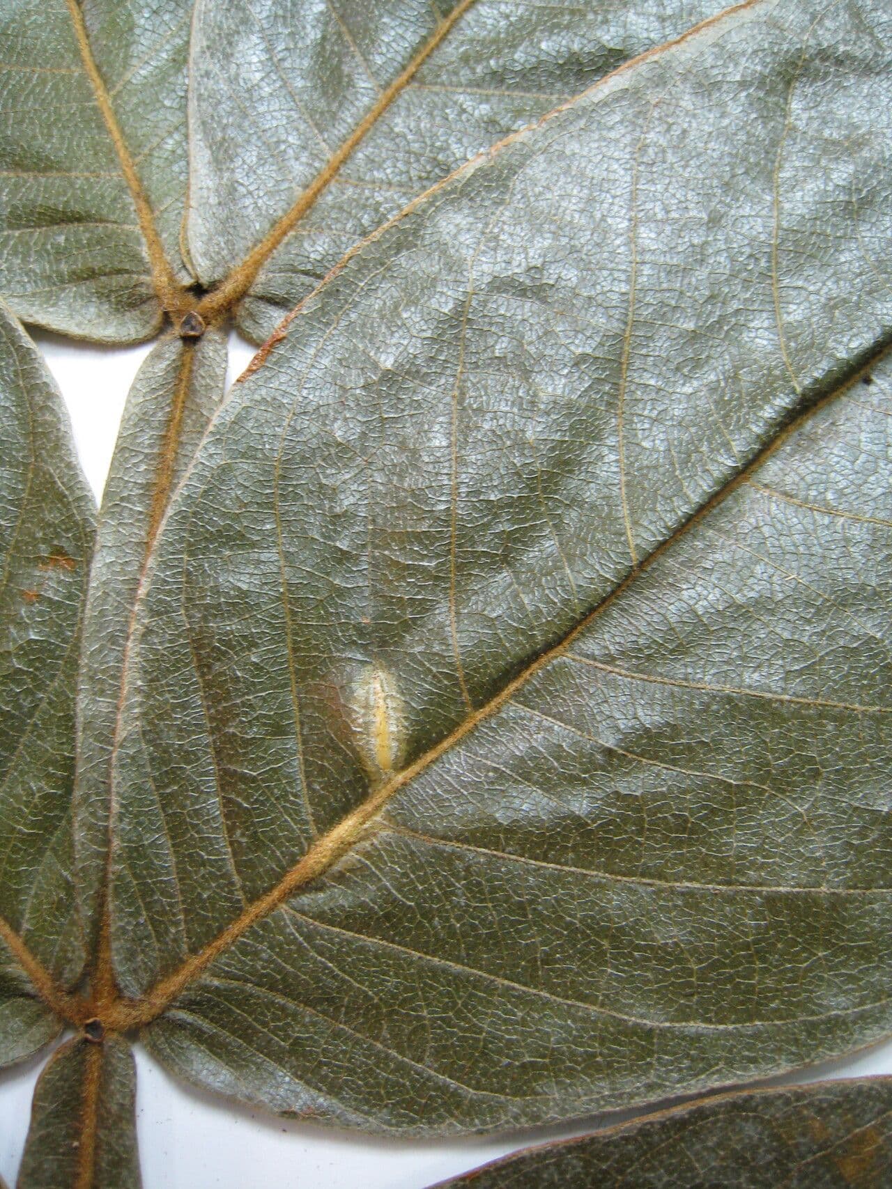 Inga striata 5
