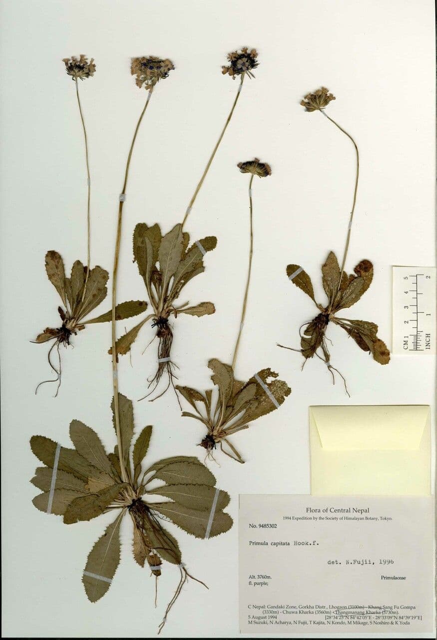 Primula 13