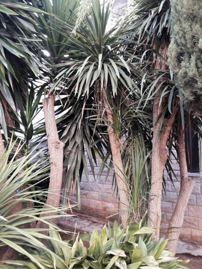 Bajonett-Yucca 14
