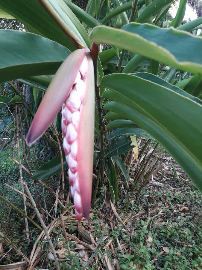 Alpinia zerumbet 6