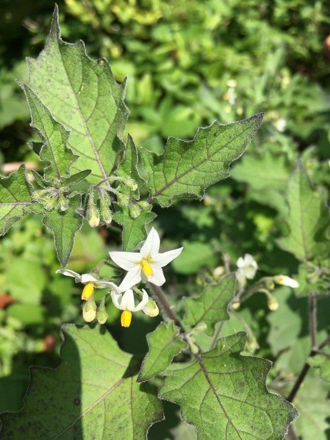 Solanum villosum 8