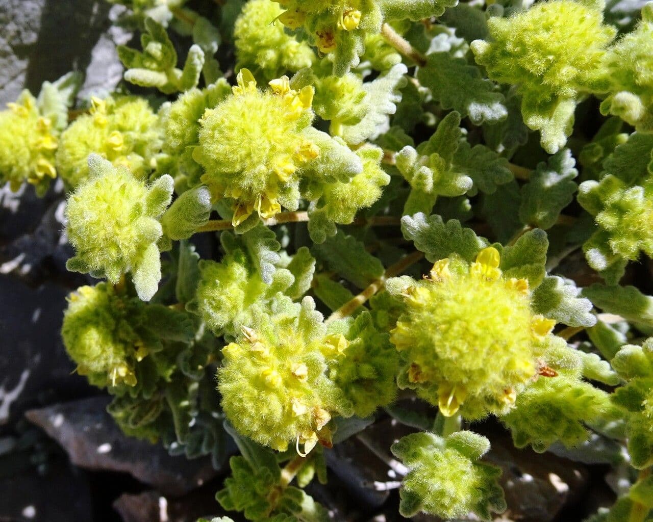 Teucrium 6
